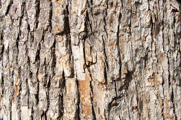 Tree bark texture pattern, old maple wood trunk as background. Dry tree bark texture and background, nature concept.Ginkgo, cherry and zelkova tree trunks.Bark covered with green moss. Stone wall.