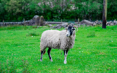 Obraz na płótnie Canvas The grazing big sheep on the meadow in Peak District