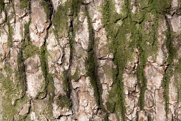 Tree bark texture pattern, old maple wood trunk as background. Dry tree bark texture and background, nature concept.Ginkgo, cherry and zelkova tree trunks.Bark covered with green moss. Stone wall.