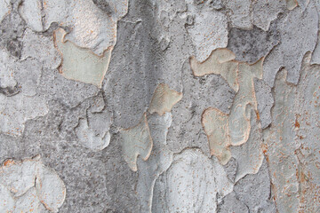 Tree bark texture pattern, old maple wood trunk as background. Dry tree bark texture and background, nature concept.Ginkgo, cherry and zelkova tree trunks.Bark covered with moss. Stone wall.