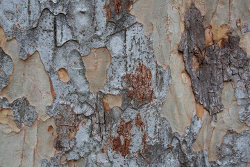 Tree bark texture pattern, old maple wood trunk as background. Dry tree bark texture and background, nature concept.Ginkgo, cherry and zelkova tree trunks.Bark covered with moss. Stone wall.