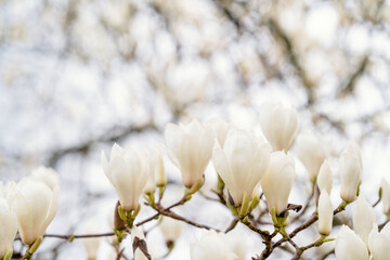 white and pink magnolia flowers on the branch on a warm spring sunny day
