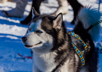 Husky sled dog in harness close-up on the background of snow in winter