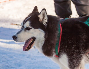 Husky sled dog in harness close-up on the background of snow in winter