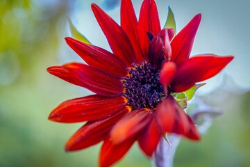 Selective focus closeup of a beautiful red African daisy flower