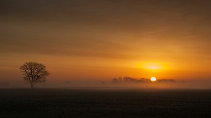Naklejka na ściany i meble Lone tree in a misty sunrise