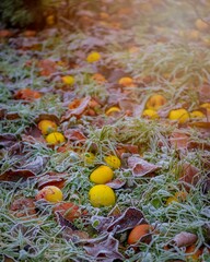 Closeup shot of fallen apples on frosty ground during early winter