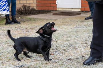 Black pekingese dachshund mix dog standing on frosted grass and barking at human legs