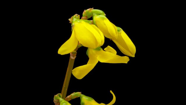 Time-lapse of opening yellow Forsythia flower. Flower Forsythia blooming on black background.