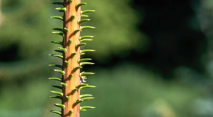 Spruce tree branches under sunlight, close-up