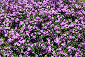 Obraz premium Pink lantana flowers, close up. Flowering Lantana Plant. Beautiful small pink flowers in garden