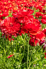 Blooming red garden flowers Buttercups on a blurred background. Ranunculus flowers.
