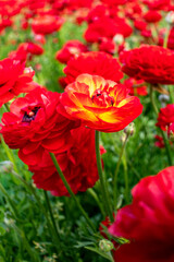 Blooming red garden flowers Buttercups on a blurred background. Ranunculus flowers.