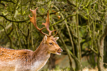 A deer stands in the middle of a forest, with a blurred backdrop of  trees. His impressive antlers glisten in the sun.