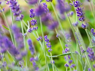 Beautiful shot of a field full of lavenders during the day