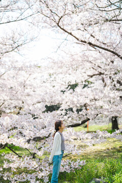 桜と女性