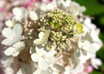 Obraz premium Selective focus of the upper buds of a white Hydrangea Paniculata flowering plant