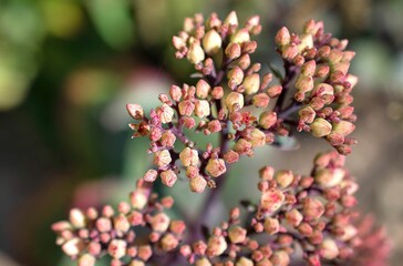 Selective focus closeup view of pink flower buds