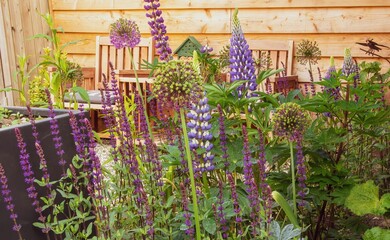 Beautiful purple Large-leaved lupine flowering plants in a garden, greenhouse