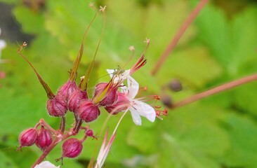 Closeup selective focus of Bigroot Geranium, Geranium macrorrhizum flowering plant buds