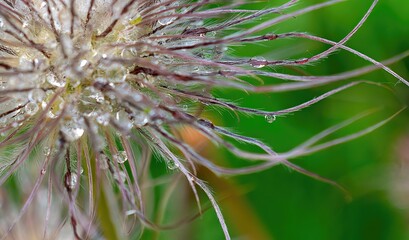Macro of dew droplets on an alpine anemone plant seed