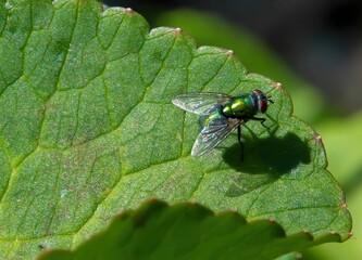 Top view closeup of a common green bottle fly sitting on a green leaf