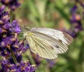 Macro of a Cabbage white, Pieris rapae small butterfly on the purple flowers of a flowering plant