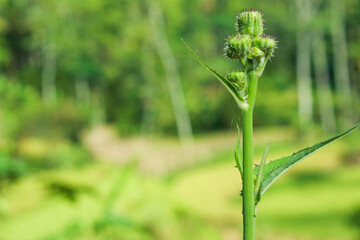 Sowthistle Buds. Green buds and blurred greenery background. Selective focus. Perennial sowthistle (Sonchus arvensis). Left copy space