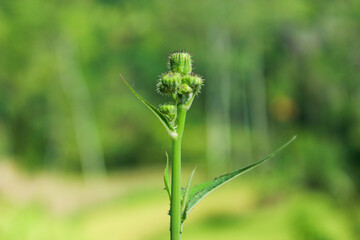 Sowthistle Buds. Green buds and blurred nature background. Selective focus. Perennial sowthistle (Sonchus arvensis). Copy space