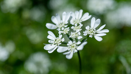 コリアンダーの花って、知っていますか？