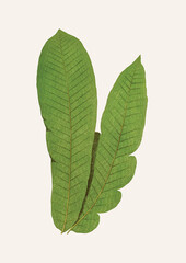 Tropical leaf design, vector illustration graphic resources