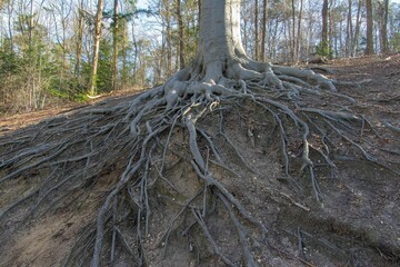 Tree roots on top of the ground