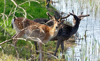 Closeup shot of two European fallow deer with beautiful antlers on the shore of a lake