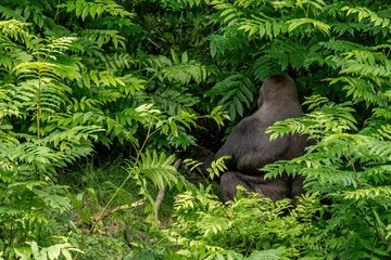 Closeup of a black big gorilla near a lush bush in a forest