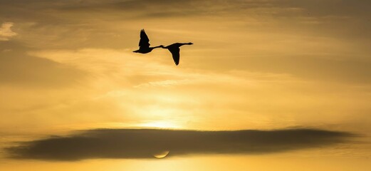 Silhouettes of birds flying in the golden sunset sky, panoramic