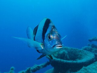 Two banded sea bream at 35 metres below the surface 