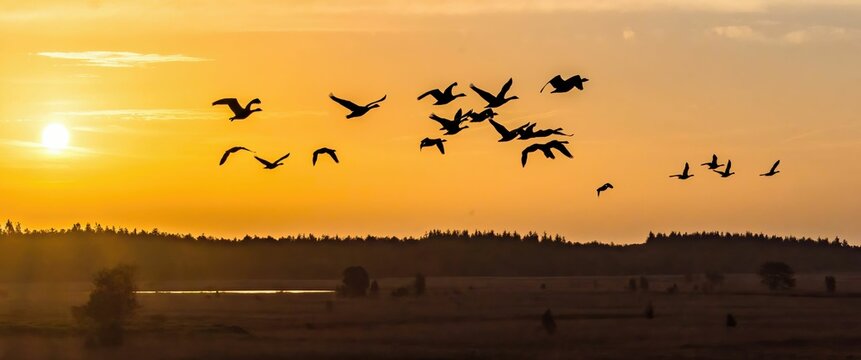 Silhouettes of birds flying in the golden sunset sky, panoramic