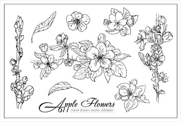 Apple blossom branch isolated on white. Vintage botanical hand drawn illustration for coloring, decoration, magazines. Spring flowers of apple or cherry tree.