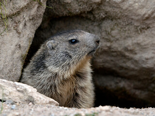 Young alpine marmot (Marmota marmota) poking its head out of its burrow 