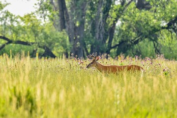 White-tailed deer walking through green plants in the forest on a sunny day