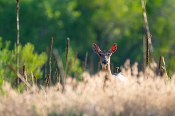 Roe deer through green plants looking at the camera in the forest on a sunny day