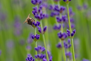 Selective focus of a bee standing on English lavender with blurred background