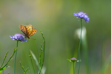 Selective focus of a lesser marbled fritillary butterfly standing on small scabious