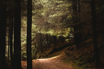 Fototapeta premium Path surrounded by evergreen trees
