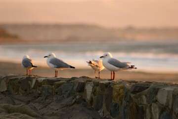 Selective focus shot of seagulls perched on a rocky surface