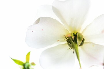 Beautiful white petals of a flower