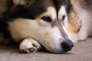 Gorgeous Malamute resting