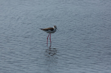 Black-winged stilt walking on the salt pond looking for food