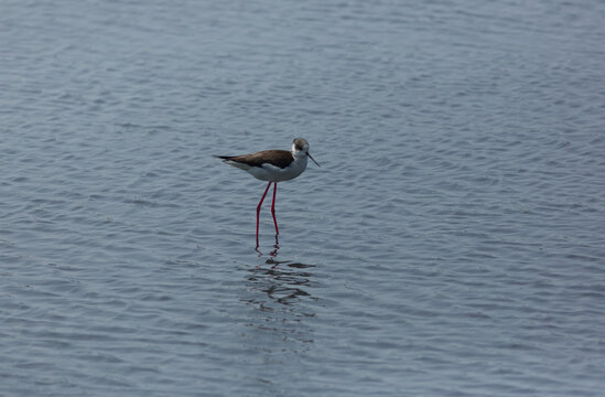 Black-winged stilt walking on the salt pond looking for food