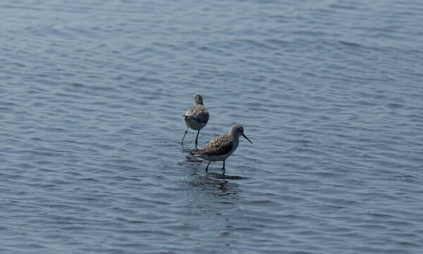 Marsh sandpiper foraging in the shallow salt pond
